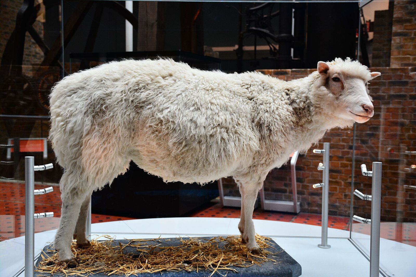 The preserved body of Dolly the sheep standing on straw in a glass display case in a museum.