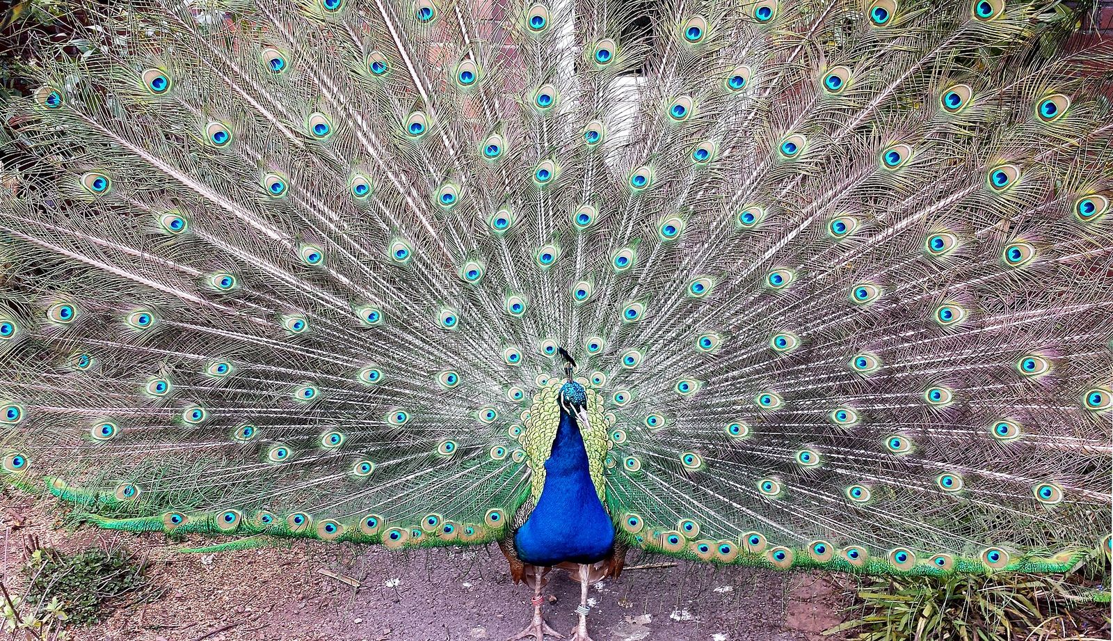 A male peacock with its tail fanned out in a wide display of eyespot feathers.
